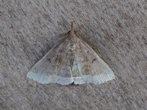 Polypogon plumigeralis